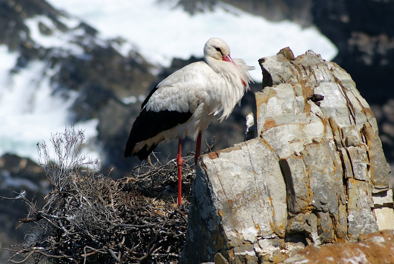 Cegonha no Cabo Sardão