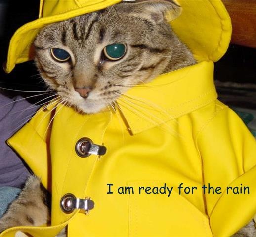 [cat-rain-ready (Small)[3].jpg]