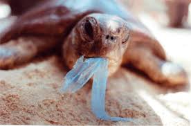 Image result for animals eating plastic bags