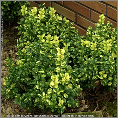 Buxus sempervirens 'Rotundifolia Aurea' Bukszpan wieczniezielony