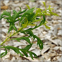 Quercus robur 'Miki' - Dąb szypułkowy'Miki'