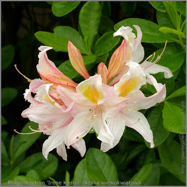 Rhododendron 'Irene Koster' - Azalia wielkokwiatowa  'Irene Koster'