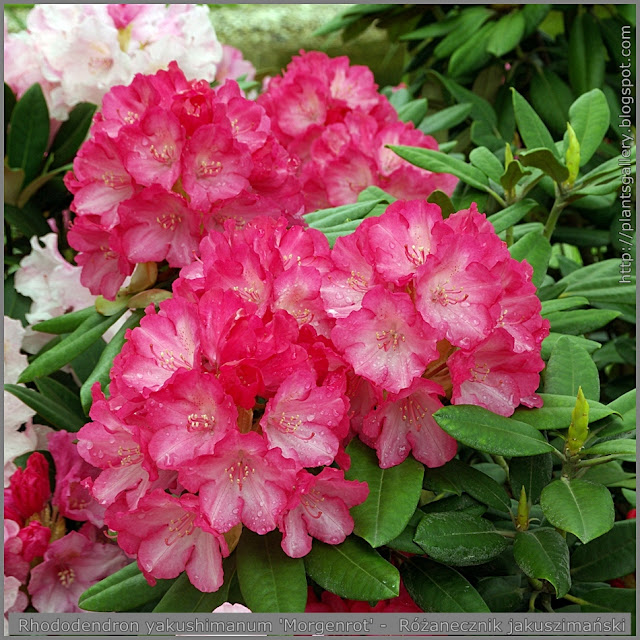 Rhododendron yakushimanum 'Morgenrot' -  Różanecznik jakuszimański 'Morgenrot'