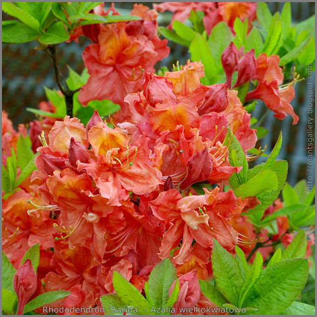 Rhododendron 'Sarina' - Azalia wielkokwiatowa  'Sarina' 