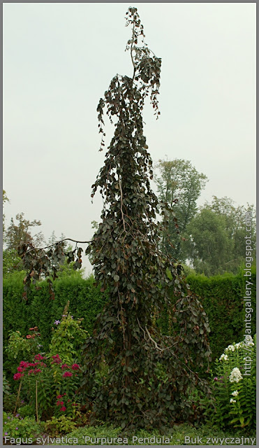 Fagus sylvatica 'Purpurea Pendula' - Buk zwyczajny 'Purpurea Pendula' 