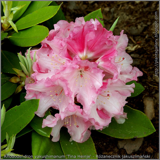 Rhododendron yakushimanum 'Tina Heinje' - Różanecznik jakuszimański  'Tina Heinje'