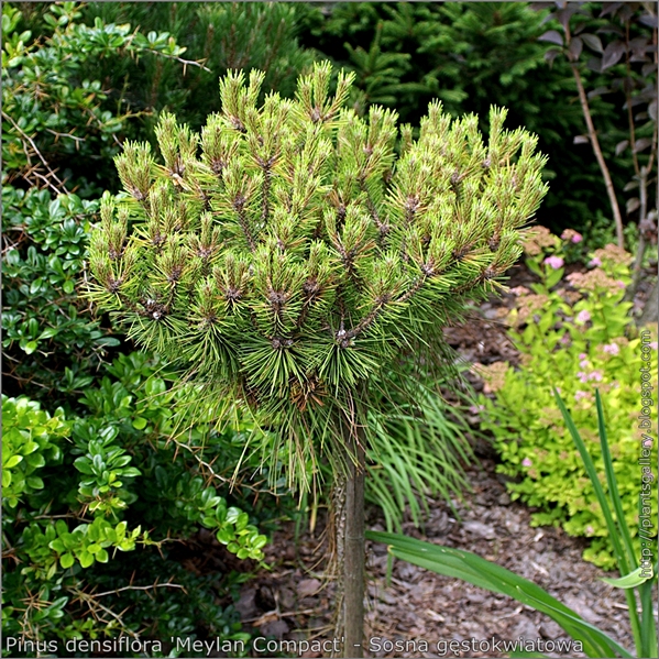 Pinus densiflora 'Meylan Compact' - Sosna gęstokwiatowa