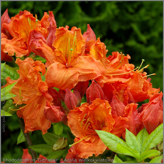 Rhododendron 'Gibraltar' - Azalia wielkokwiatowa  'Gibraltar'