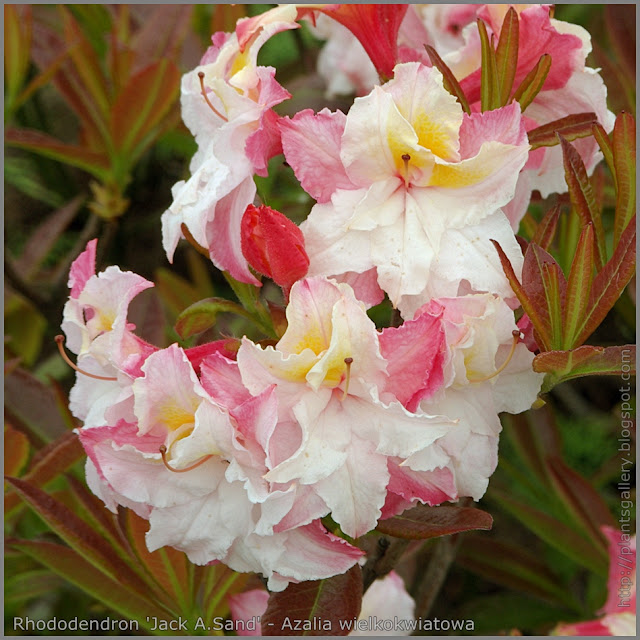 Rhododendron 'Jack A. Sand' - Azalia wielkokwiatowa 'Jack A. Sand' 