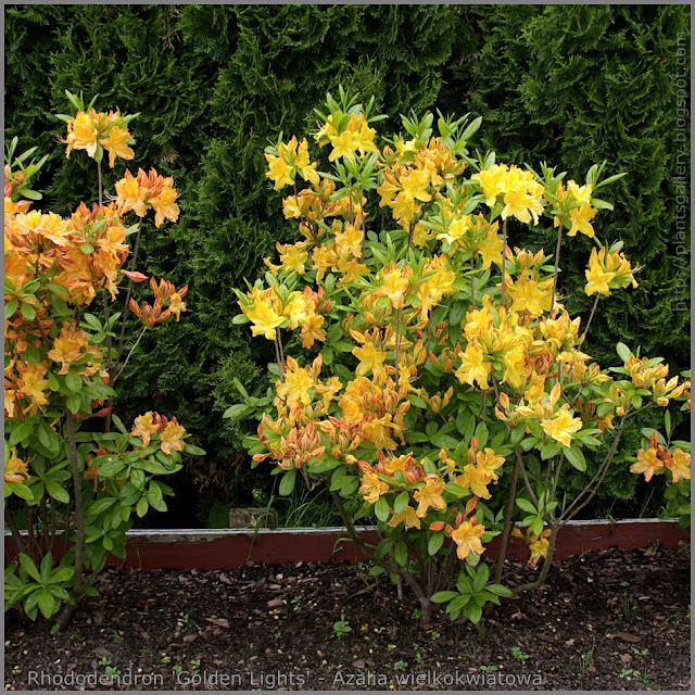 Rhododendron 'Golden Lights' - Azalia wielkokwiatowa  'Golden Lights' 
