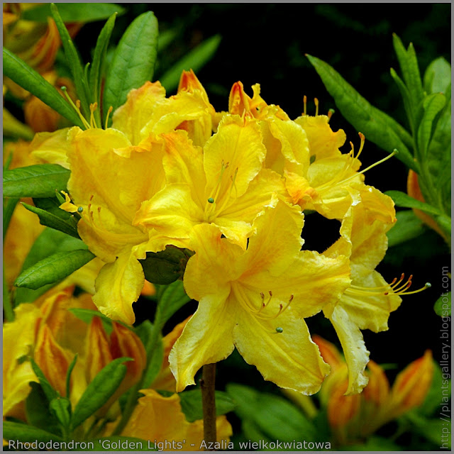 Rhododendron 'Golden Lights' - Azalia wielkokwiatowa  'Golden Lights' 