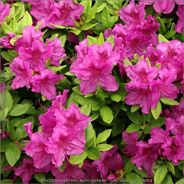 Rhododendron  obtusum   'Konigstein'  - Azalia japońska 'Konigstein' 