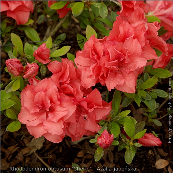 Rhododendron obtusum 'Cherie' - Azalia japońska 'Cherie'