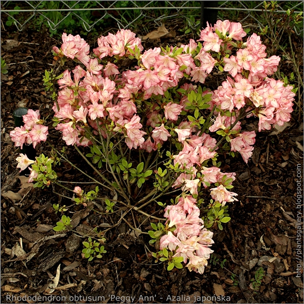 Rhododendron obtusum 'Peggy Ann' - Azalia japońska 'Peggy Ann' 