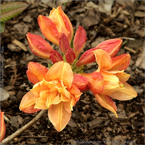 Rhododendron 'Csardas' - Azalia