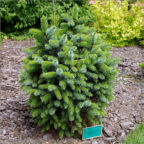 Picea sitchensis 'Pévé Wiesje' - Świerk sitkajski 