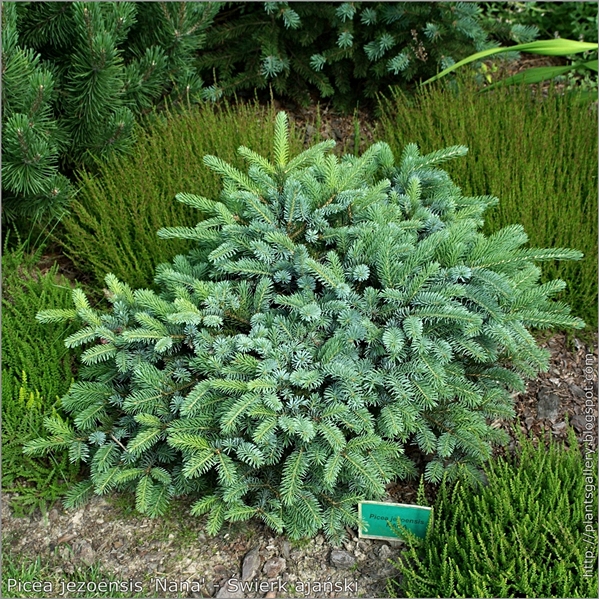 Picea jezoensis 'Nana' - Świerk ajański
