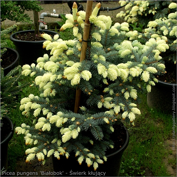 Picea pungens 'Białobok' - Świerk kłujący