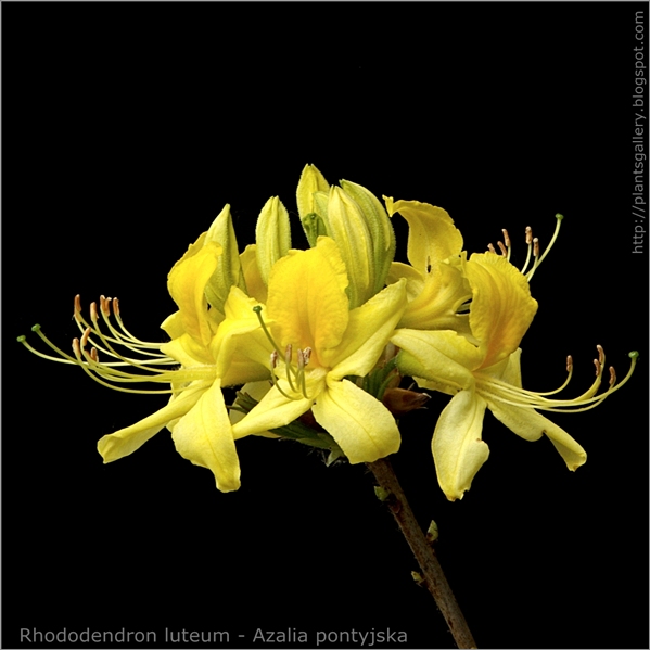 Rhododendron luteum - Azalia pontyjska
