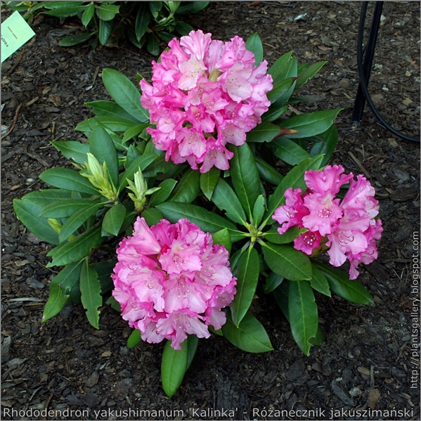 Rhododendron yakushimanum 'Kalinka' - Różanecznik jakuszimański
