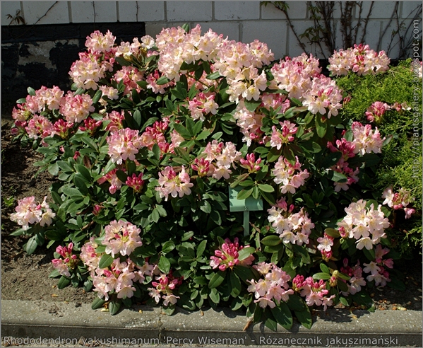 Rhododendron yakushimanum 'Percy Wiseman' - Różanecznik jakuszimański 
