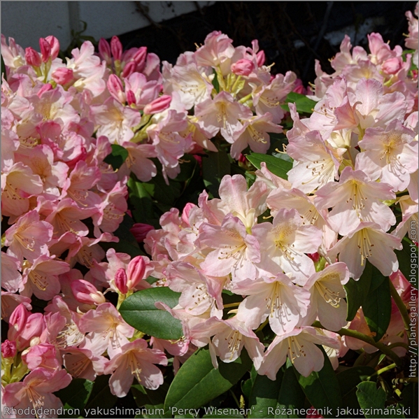 Rhododendron yakushimanum 'Percy Wiseman' - Różanecznik jakuszimański 