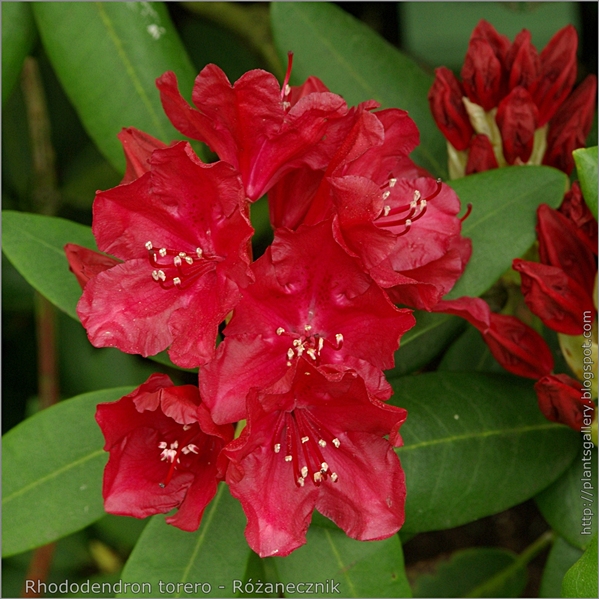 Rhododendron 'Torero' - Różanecznik