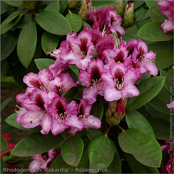 Rhododendron 'Kokardia' - Różanecznik
