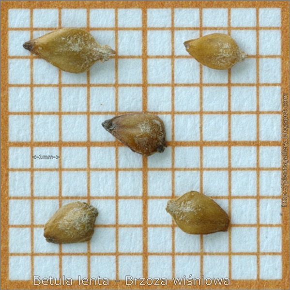 Betula lenta seed - Brzoza wiśniowa, brzoza cukrowa nasiona
