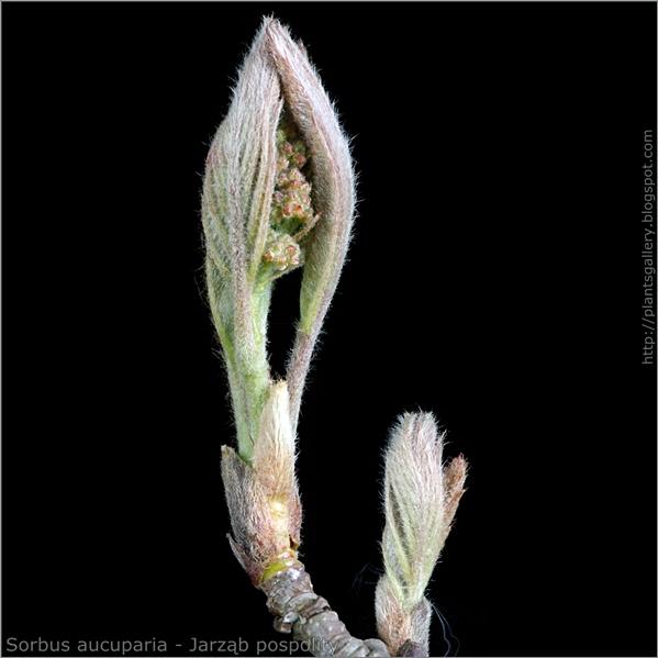 Sorbus aucuparia flower bud - Jarząb pospolity pąki kwiatowe