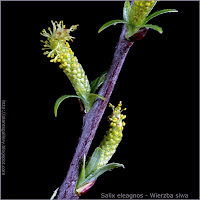 Salix eleagnos flower - Wierzba siwa kwiaty