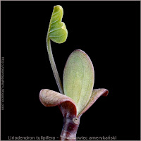 Liriodendron tulipifera leaf young leaf and bud - Tulipanowiec amerykański zawiązek liścia i pąk liściowy