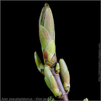 Acer pseudoplatanus leaf bud - Klon jawor liściowy pąk wierzchołkowy i boczne