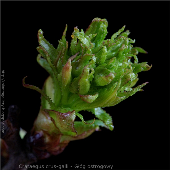Crataegus crus-galli bud - Głóg ostrogowy zawiązki pąków kwiatowych i liści