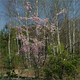 Prunus Accolade  - Wiśnia Accolade pokrój kwitnącej rośliny