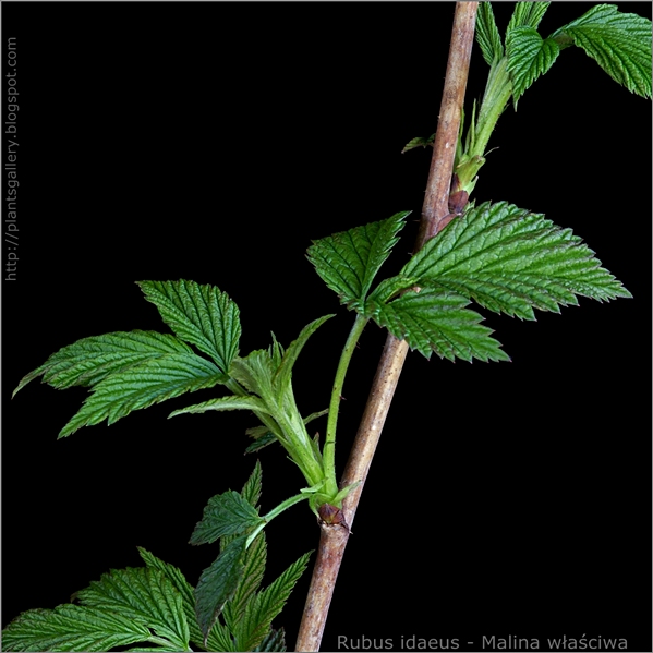Rubus idaeus young leaf - Malina właściwa młode liście