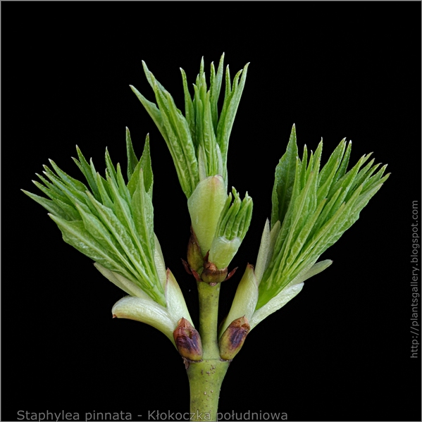 Staphylea pinnata - Kłokoczka południowa zawiązki liści