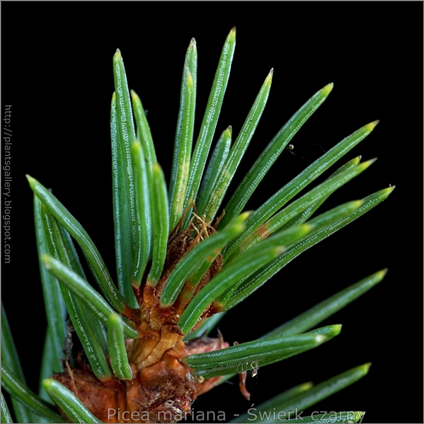 Picea mariana syn. Picea nigra bud - Świerk czarny pąk