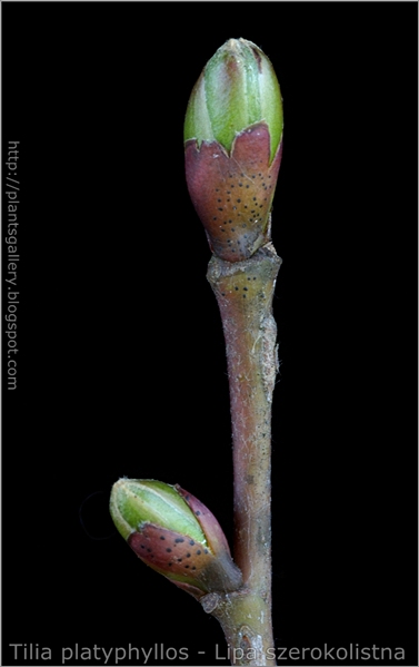 
Tilia platyphyllos leaf bud - Lipa szerokolistna pąki liściowe