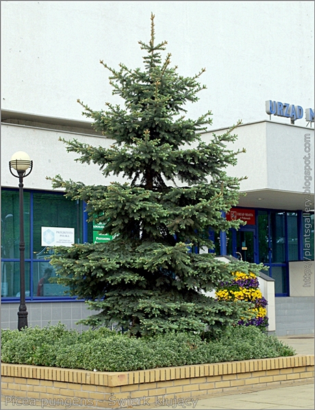 Picea pungens - Świerk kłujący, świerk srebrny pokrój