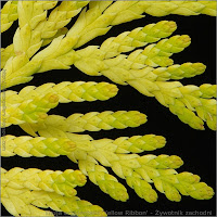 Thuja occidentalis 'Yellow Ribbon' - Żywotnik zachodni 'Yellow Ribbon' młody przyrost
