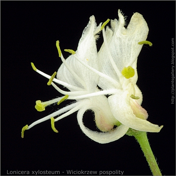 Lonicera xylosteum flower - Wiciokrzew pospolity kwiat