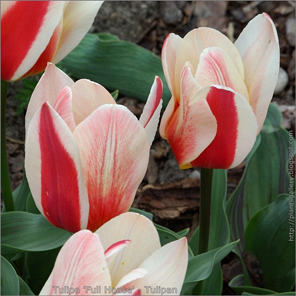 Tulipa 'Full House' flower - Tulipan kwiaty