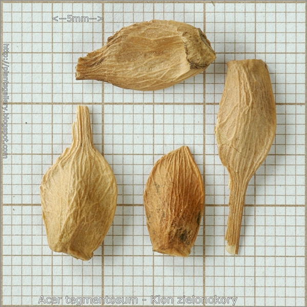 Acer tegmentosum seed - Klon zielonokory nasiona