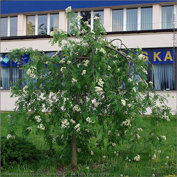 Sorbus aucuparia 'Pendula' - Jarząb zwyczajny, zwisły pokrój w okresie kwitnienia