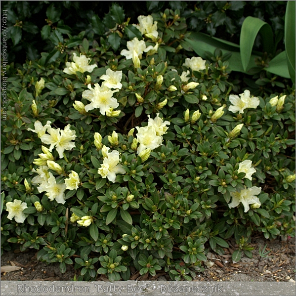 Rhododendron 'Patty Bee' - Różanecznik pokrój