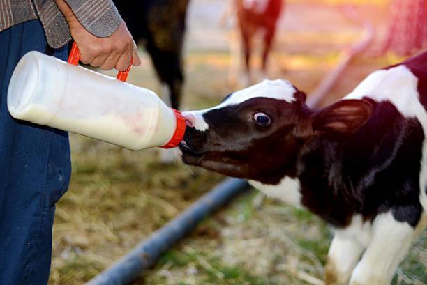 feeding baby calf Cow calves feeding stock pictures, royalty-free photos & images