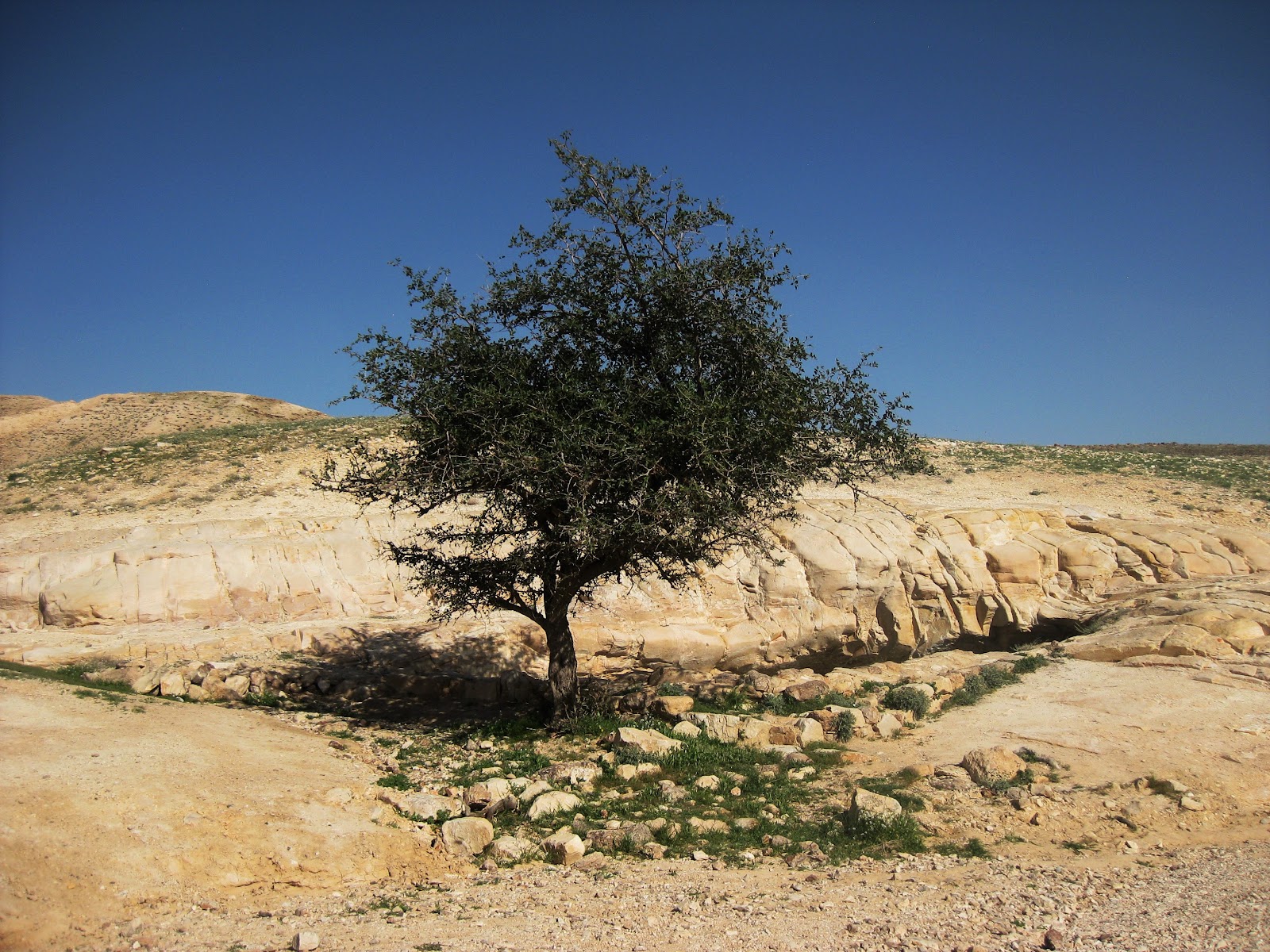 IMG_8681.JPG