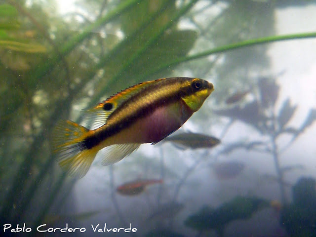 Pelvicachromis Pulcher (Fotos) P1030300