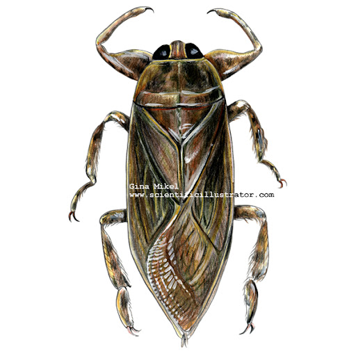 Giant Water Bug